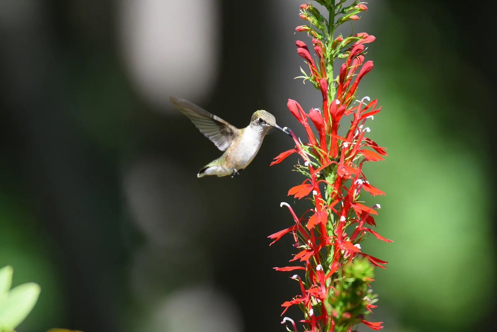 Cardinal Flower, Indian Pink (Lobelia Cardinalis) — which can span up to 1.5 inches long; with flowers that are tubular and arranged in elongate, image 92