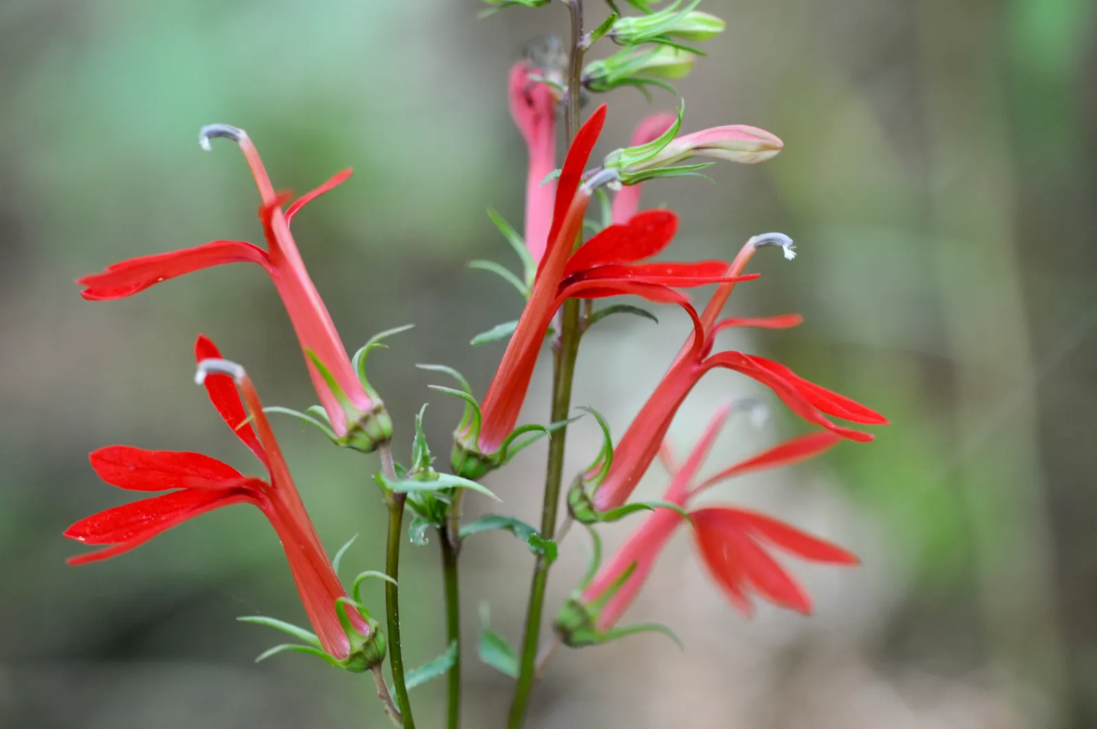 Cardinal Flower, Indian Pink (Lobelia Cardinalis) — evocative of a cardinal's robe; this North American native stands regal with erect stems reaching up to 4