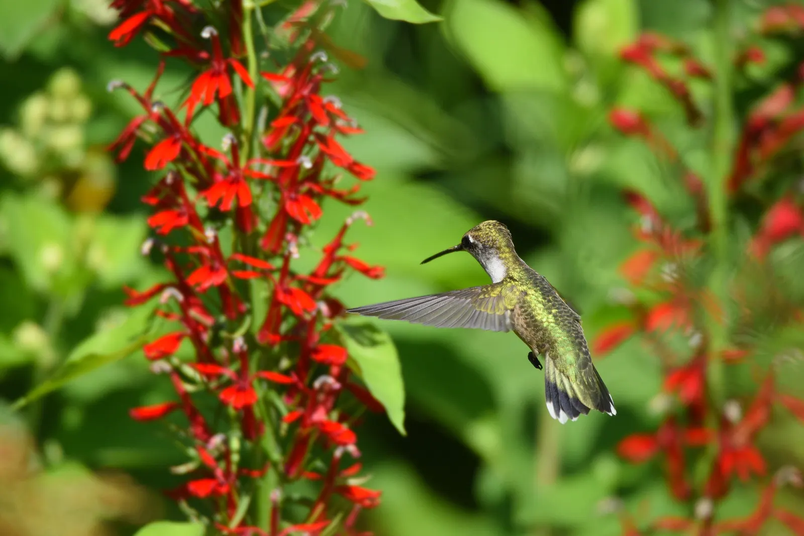Cardinal Flower, Indian Pink (Lobelia Cardinalis) — Space plants about 1-1.5 feet apart; perennial for full or half or shade, image 79