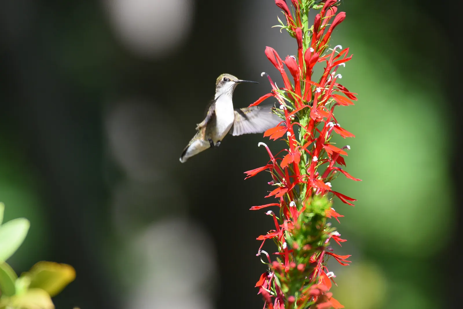 Cardinal Flower, Indian Pink (Lobelia Cardinalis) — Preferring moist soils and partial shade, it thrives in USDA zones 3-9; thriving in USDA zones 3 through 9