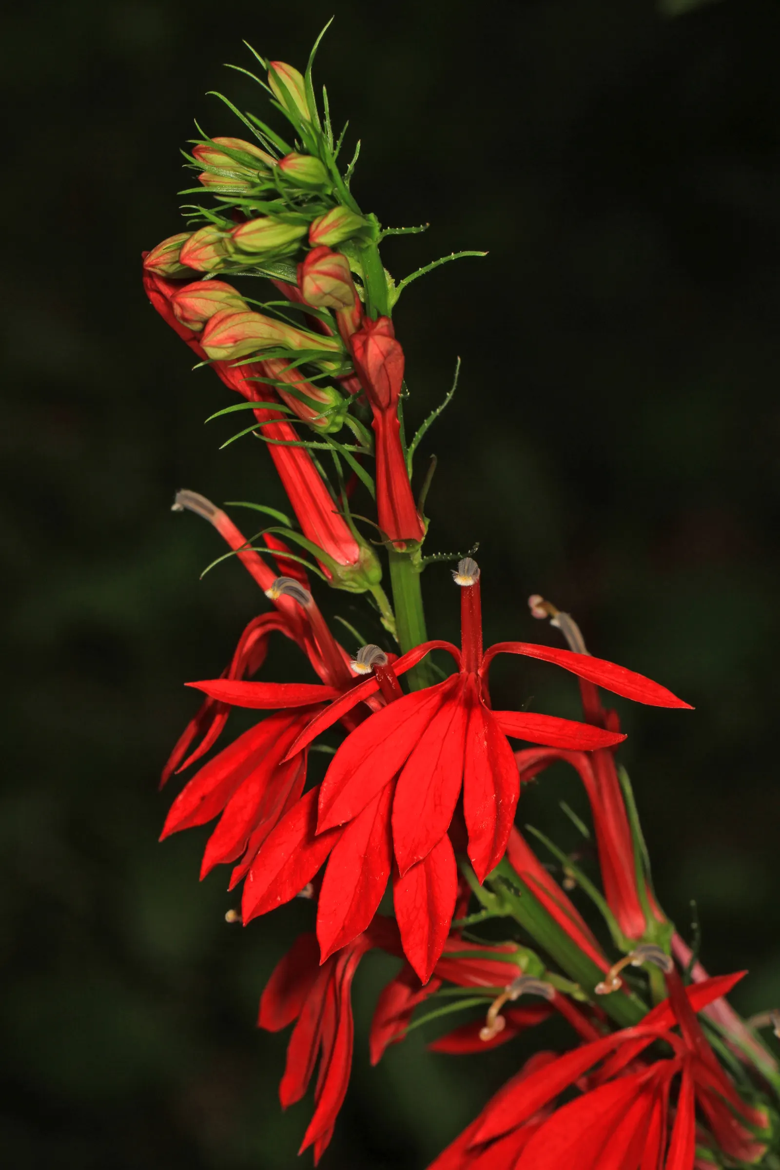 Cardinal Flower, Indian Pink (Lobelia Cardinalis) — Preferring moist soils and partial shade, it thrives in USDA zones 3-9; thriving in USDA zones, image 52