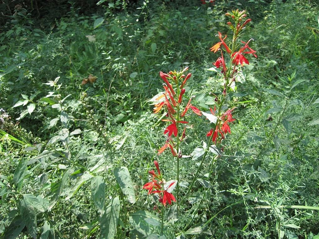 Cardinal Flower, Indian Pink (Lobelia Cardinalis) — The plant blooms from mid-summer to early fall; preferring moist soils and partial shade, it, image 65