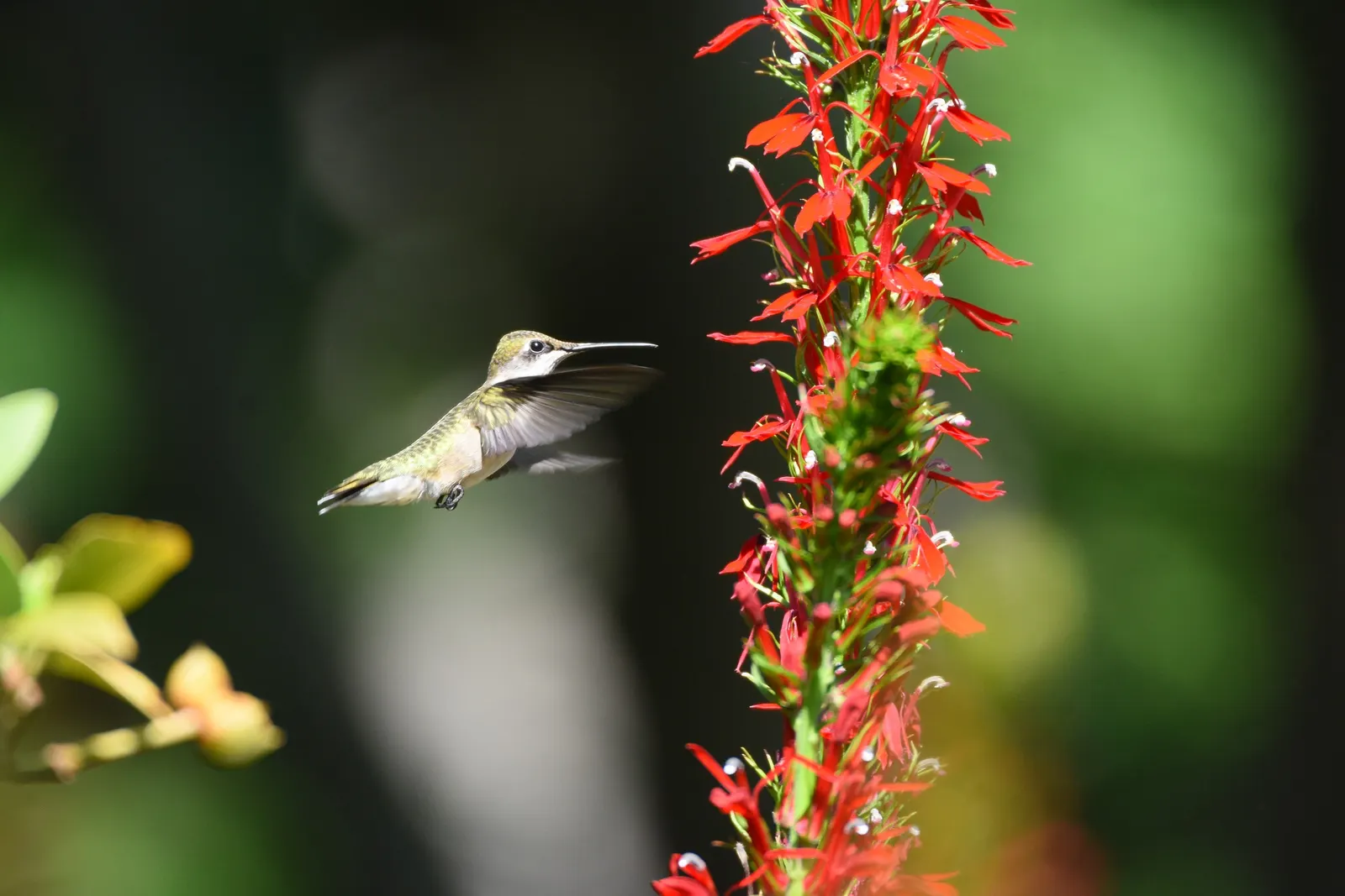 Cardinal Flower, Indian Pink (Lobelia Cardinalis) — which can span up to 1.5 inches long