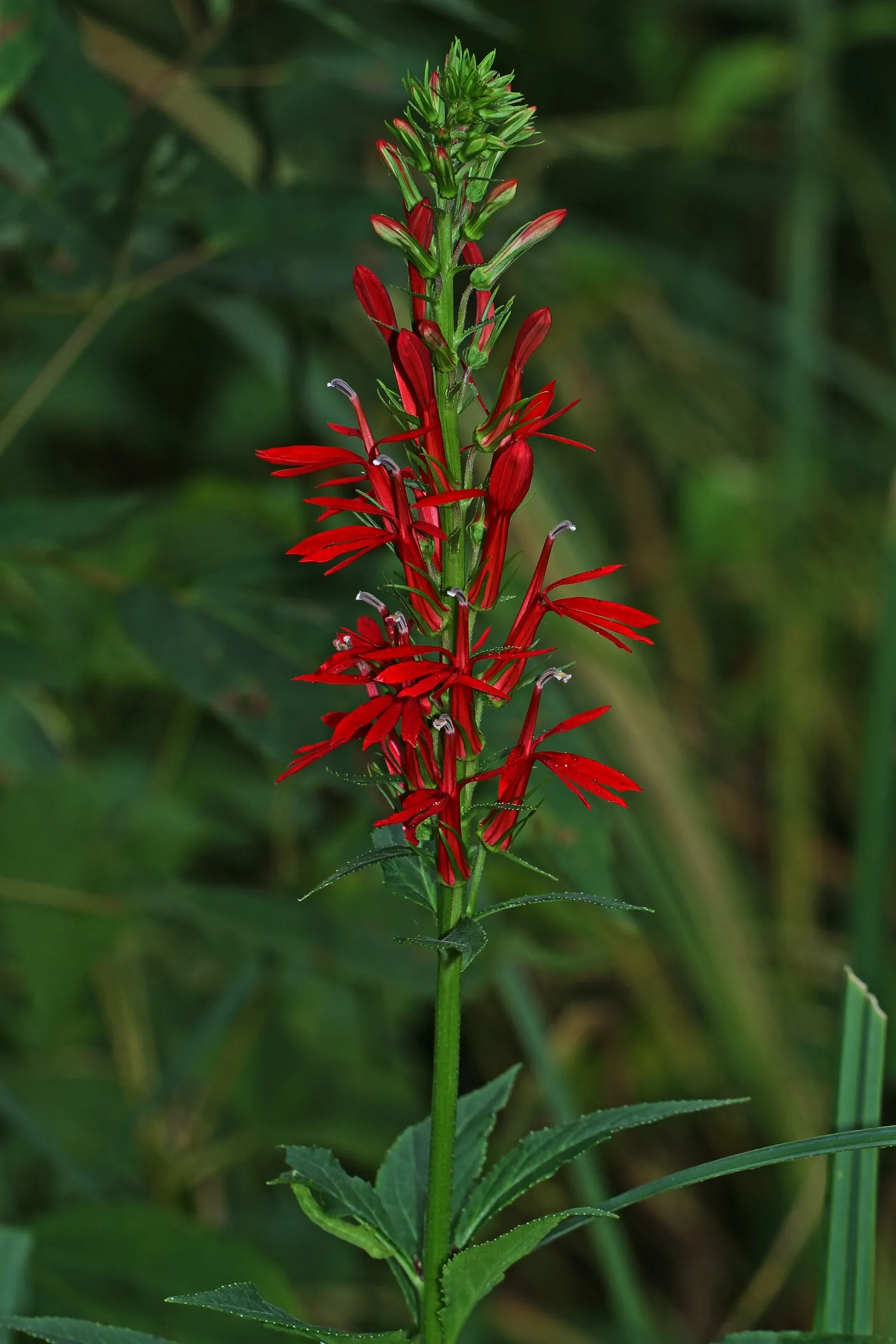 Cardinal Flower, Indian Pink (Lobelia Cardinalis) — Space plants about 1-1.5 feet apart; perennial for full or half or shade