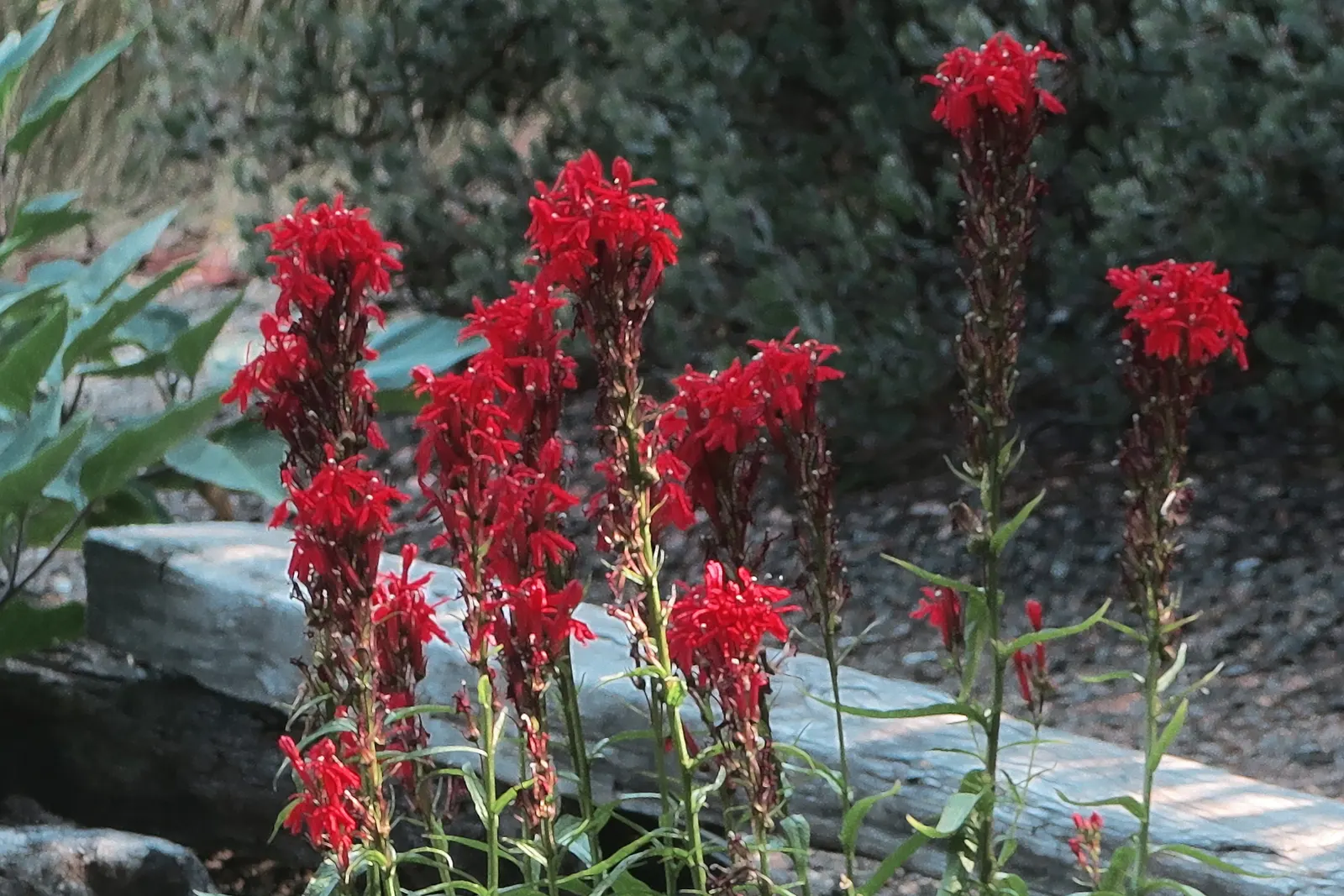 Cardinal Flower, Indian Pink (Lobelia Cardinalis) — This native beauty attracts hummingbirds and butterflies, blooming from midsummer to early fall