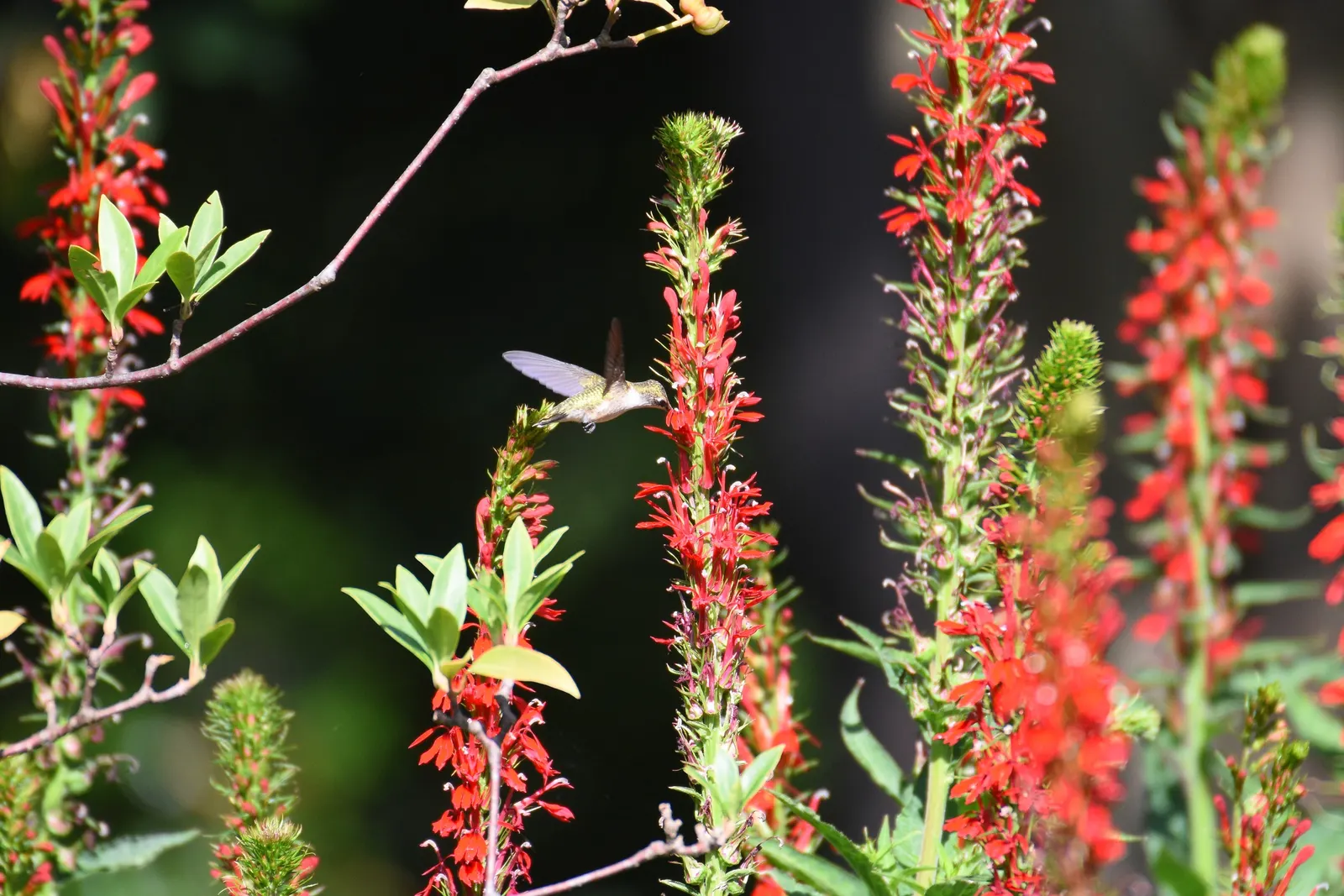 Cardinal Flower, Indian Pink (Lobelia Cardinalis) — red flowers in the garden