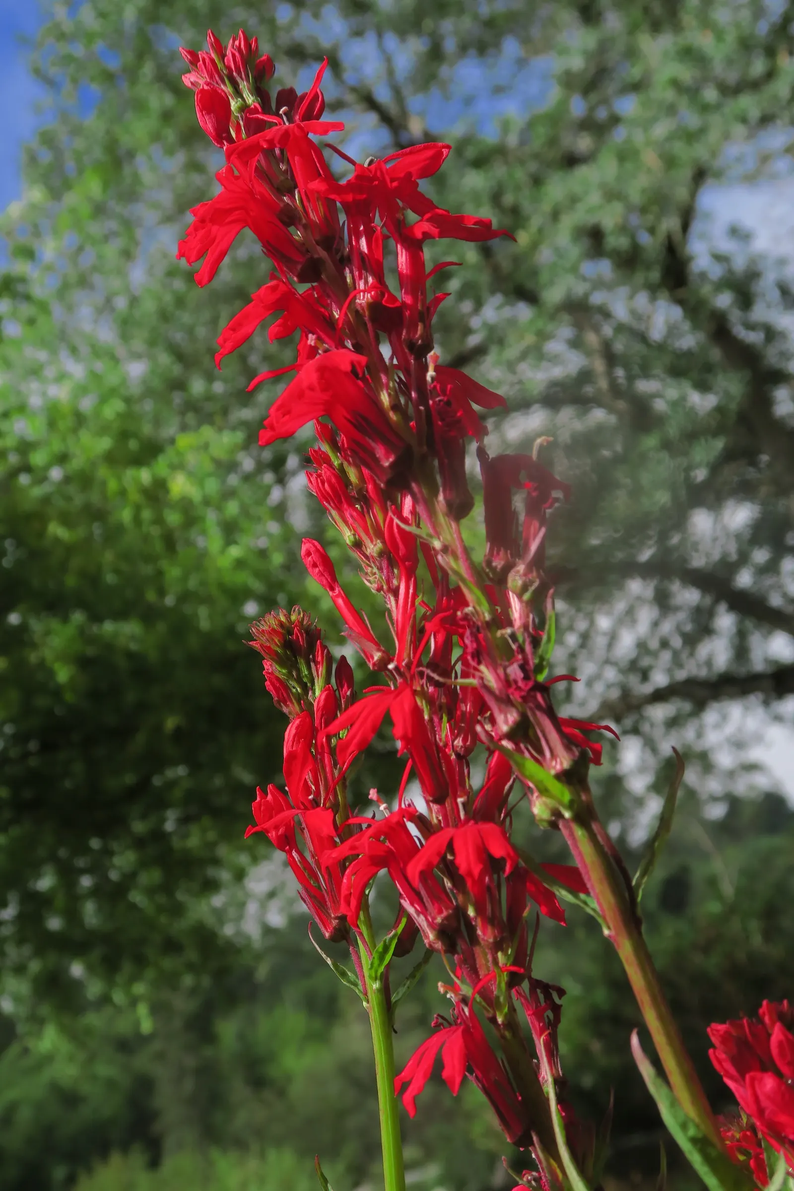 Cardinal Flower, Indian Pink (Lobelia Cardinalis) — perennial for full or half or shade; offering both aesthetic appeal and ecological benefits, image 75