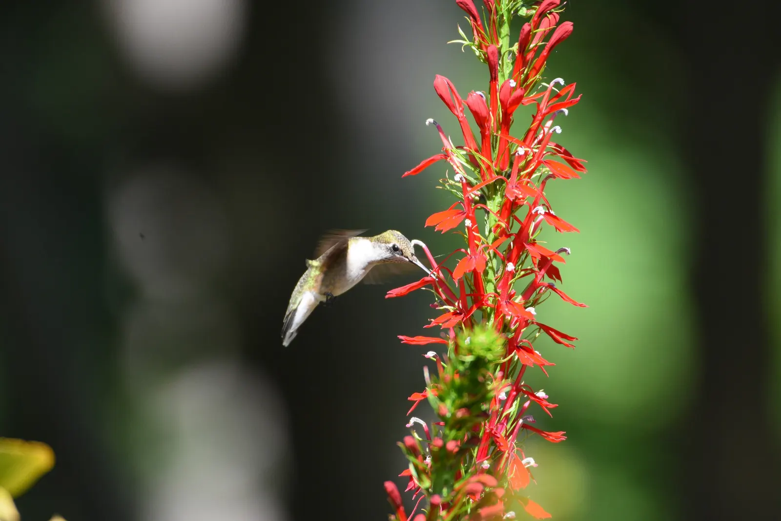 Cardinal Flower, Indian Pink (Lobelia Cardinalis) — widely known as the Cardinal Flower or Indian Pink; make it a jewel in the landscape design