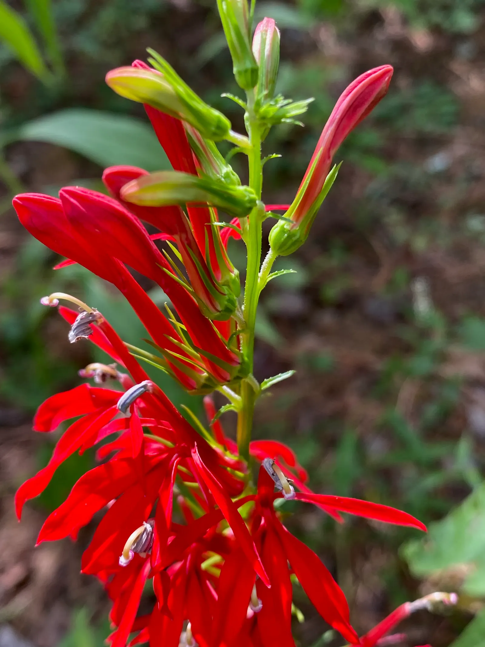 Cardinal Flower, Indian Pink (Lobelia Cardinalis) — This wetland inhabitant prefers consistently moist; offering a brilliant splash of color