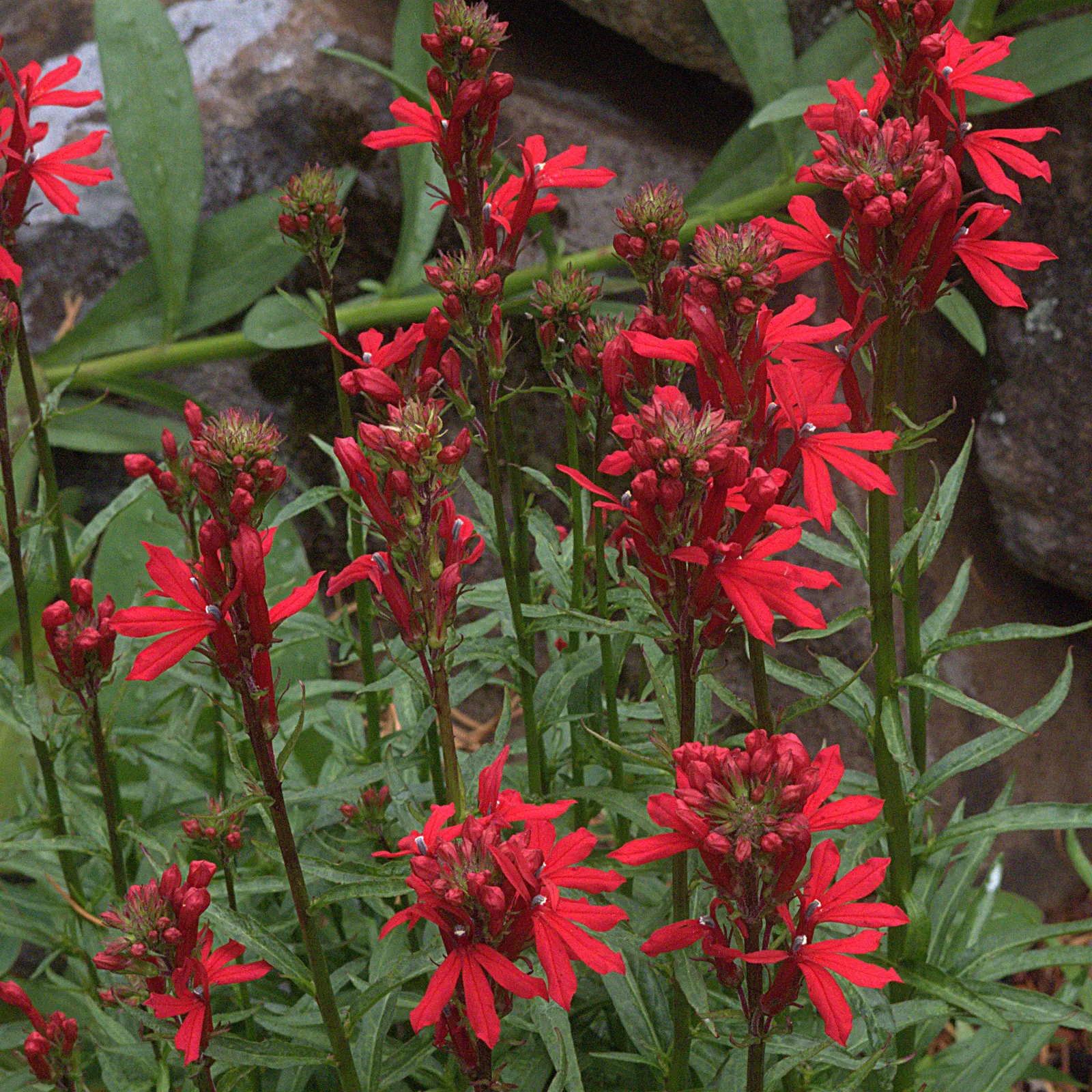 Cardinal Flower, Indian Pink (Lobelia Cardinalis) — thriving in USDA zones 3 through 9; perennial with red blooms