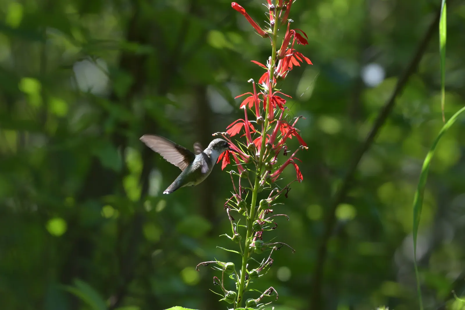 Cardinal Flower, Indian Pink (Lobelia Cardinalis) — is a perennial botanical treasure that emanates a brilliant red vibrancy; this native beauty, image 58