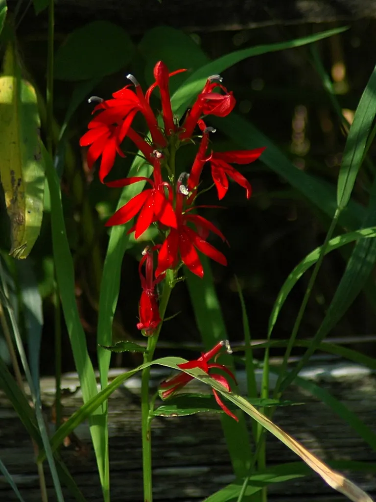 Cardinal Flower, Indian Pink (Lobelia Cardinalis) — perennial for full or half or shade