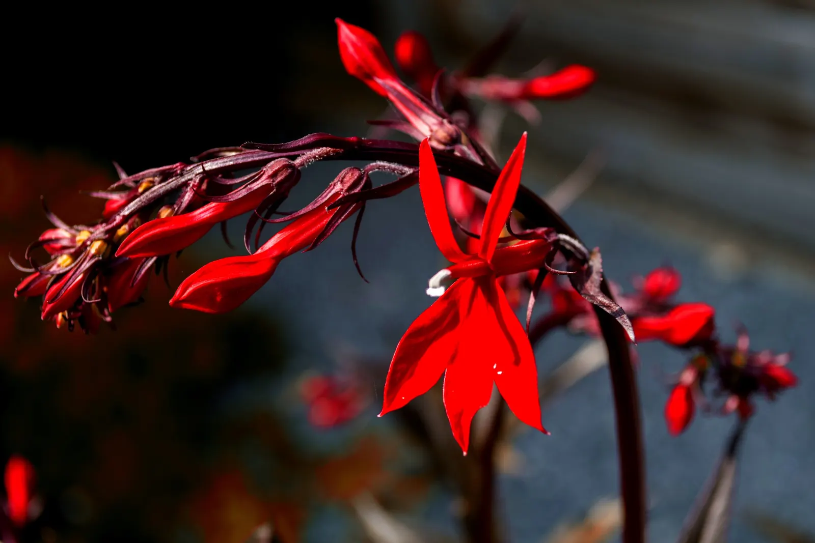 Cardinal Flower, Indian Pink (Lobelia Cardinalis) — perennial for full or half or shade; offering both aesthetic appeal and ecological benefits