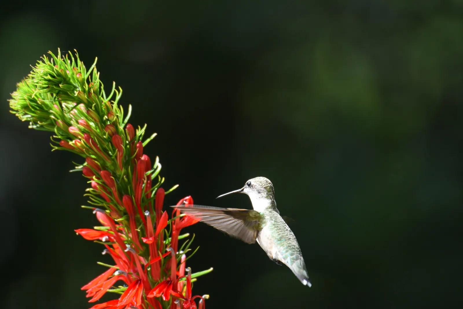 Cardinal Flower, Indian Pink (Lobelia Cardinalis) — widely known as the Cardinal Flower or Indian Pink
