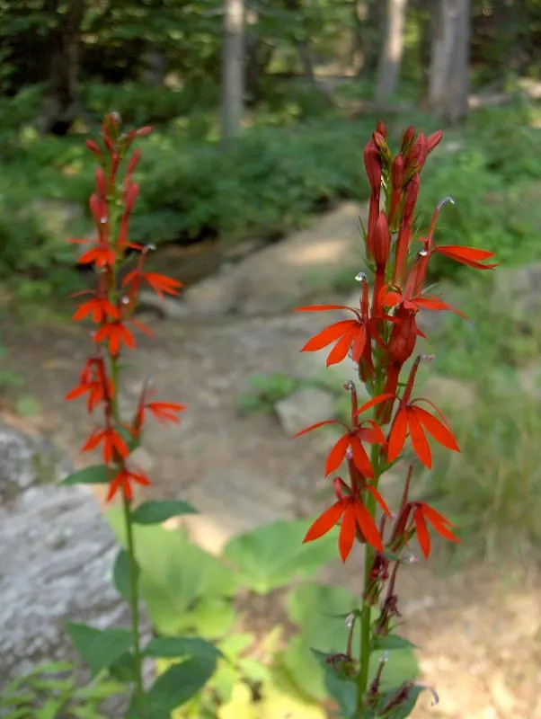 Cardinal Flower, Indian Pink (Lobelia Cardinalis) — with flowers that are tubular and arranged in elongate terminal racemes