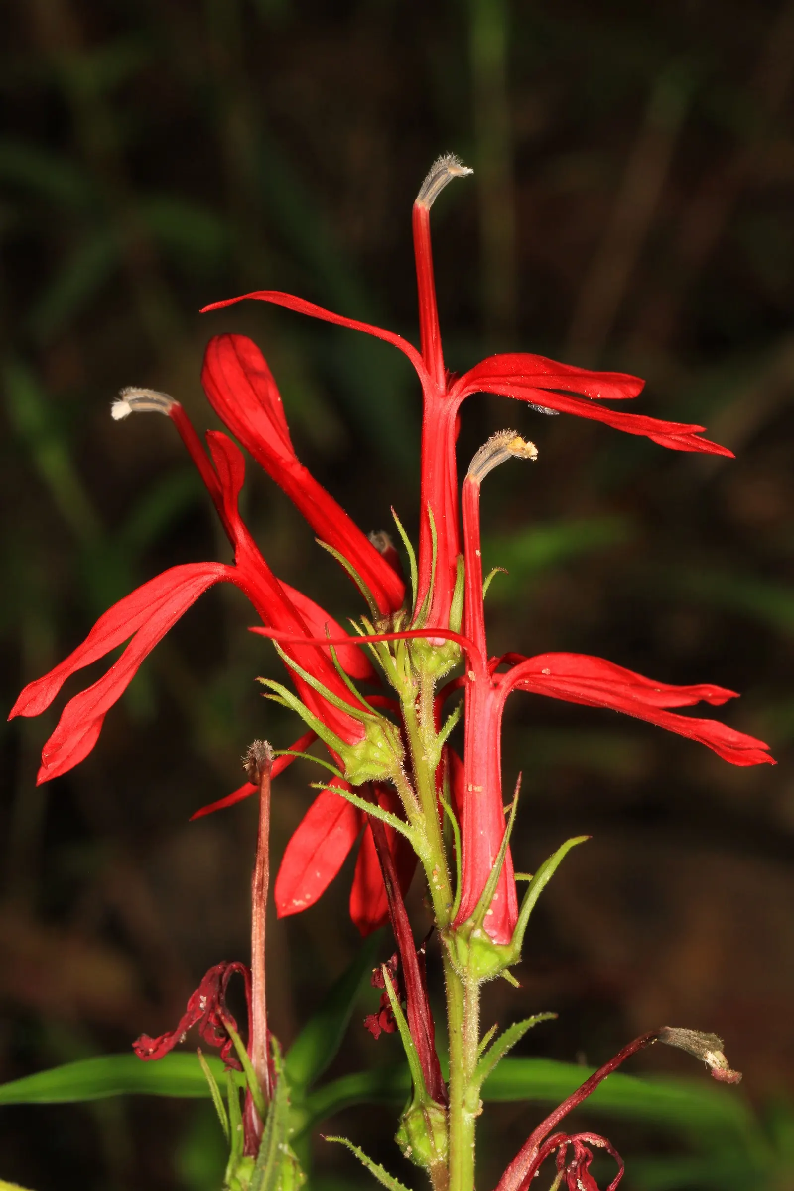 Cardinal Flower, Indian Pink (Lobelia Cardinalis) — make it a jewel in the landscape design; its low maintenance needs