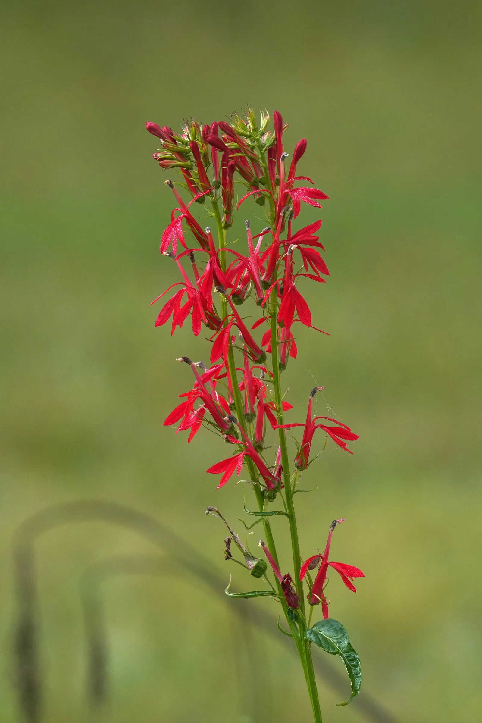 Cardinal Flower, Indian Pink (Lobelia Cardinalis) — boasting vibrant red blooms atop stems reaching 2-4 feet; space plants about 1-1.5 feet apart, image 76
