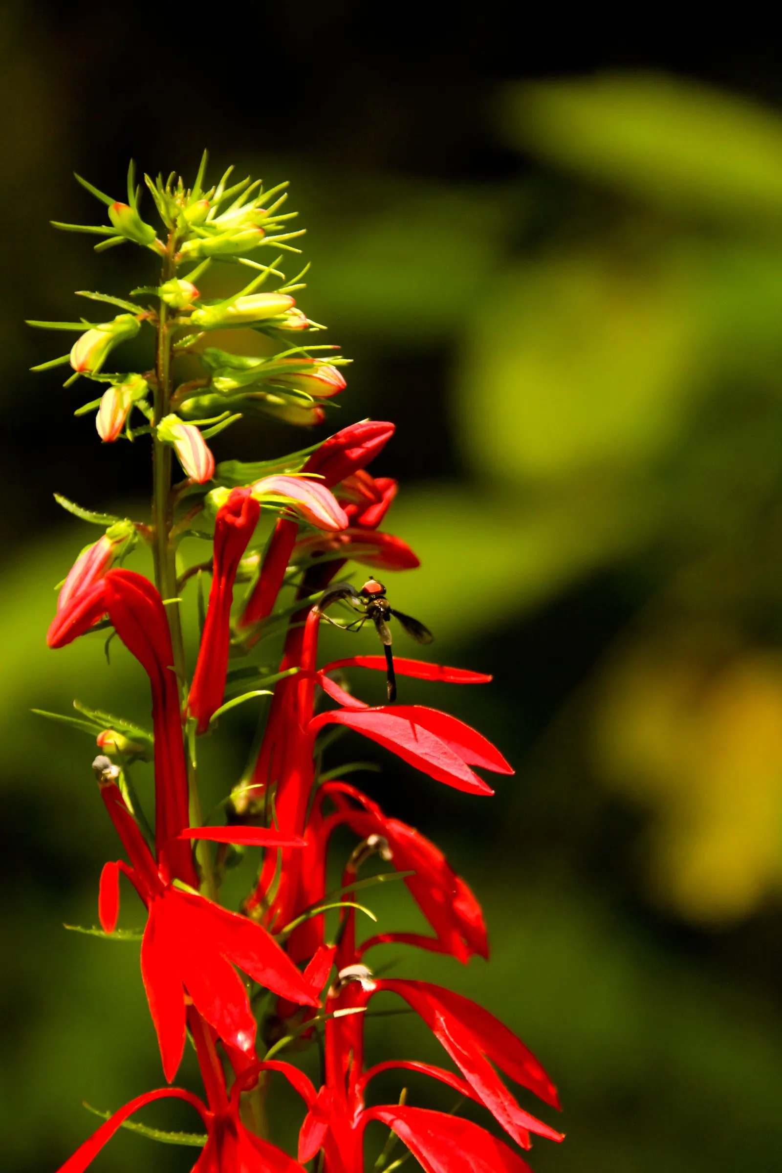 Cardinal Flower, Indian Pink (Lobelia Cardinalis) — dramatic addition to water margins and woodland gardens; widely known as the Cardinal Flower or, image 80