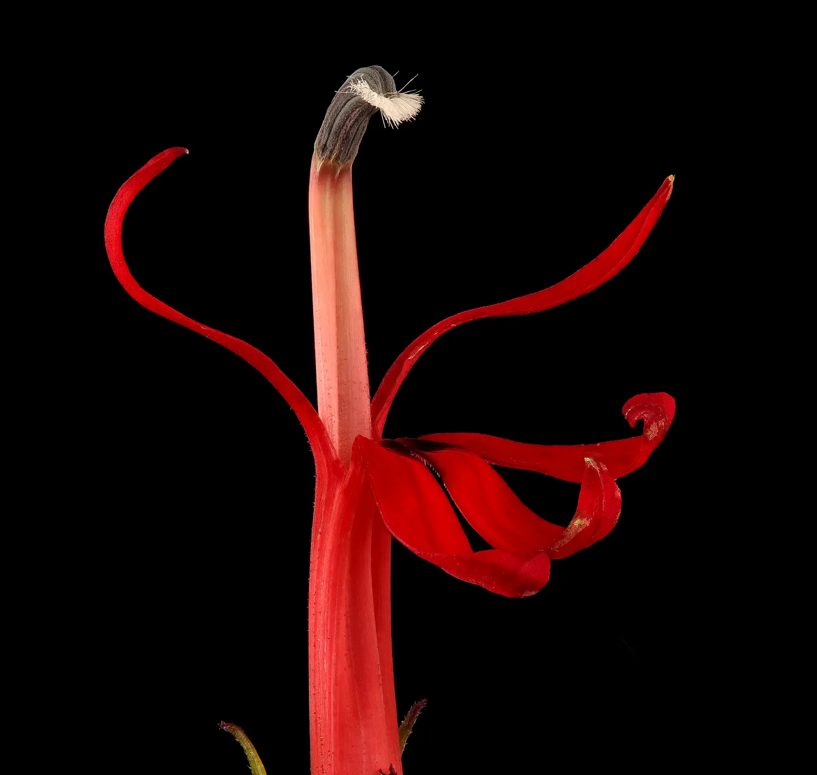 Cardinal Flower, Indian Pink (Lobelia Cardinalis) — The plant blooms from mid-summer to early fall