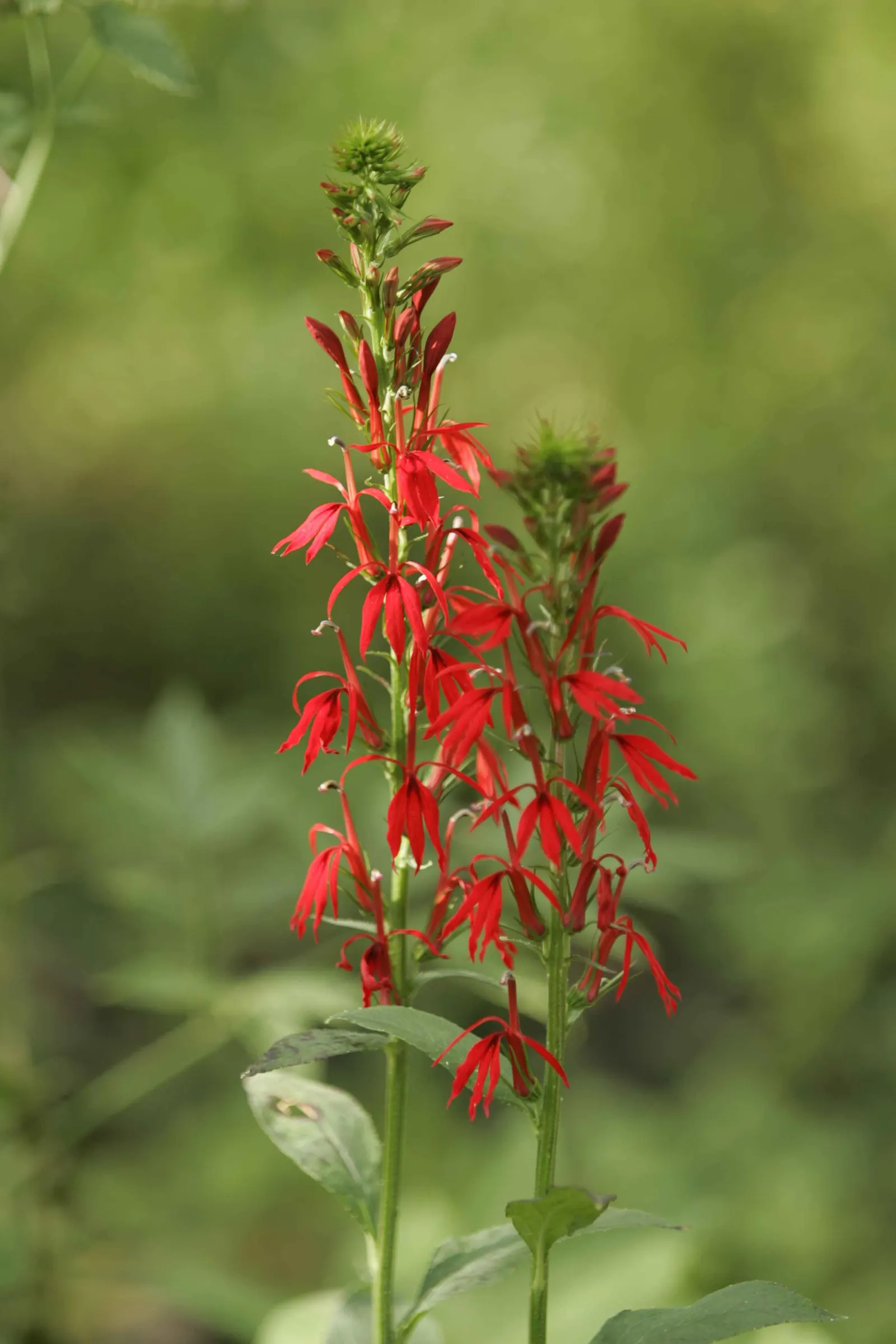 Cardinal Flower, Indian Pink (Lobelia Cardinalis) — Its low maintenance needs; dramatic addition to water margins and woodland gardens