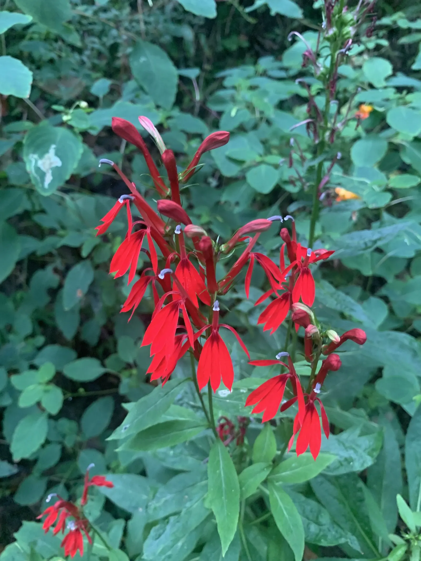 Cardinal Flower, Indian Pink (Lobelia Cardinalis) — Its low maintenance needs; dramatic addition to water margins and woodland gardens, image 94