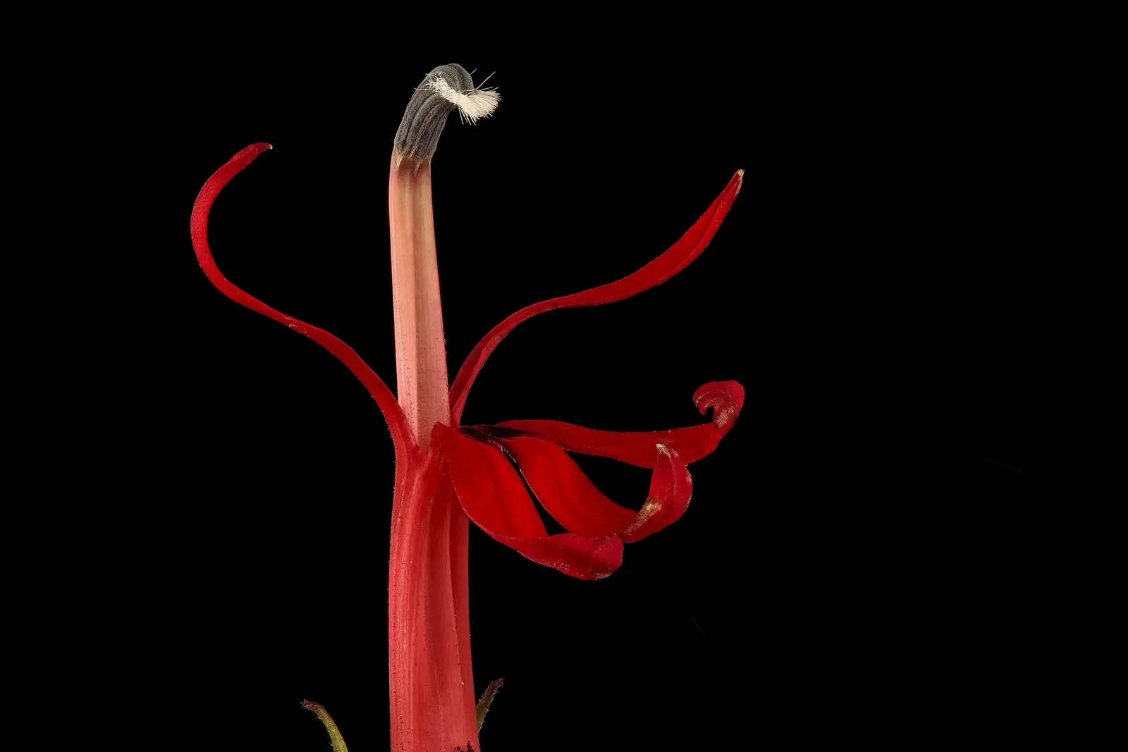 Cardinal Flower, Indian Pink (Lobelia Cardinalis) — offering a brilliant splash of color; adding a lush backdrop to the fiery floral display