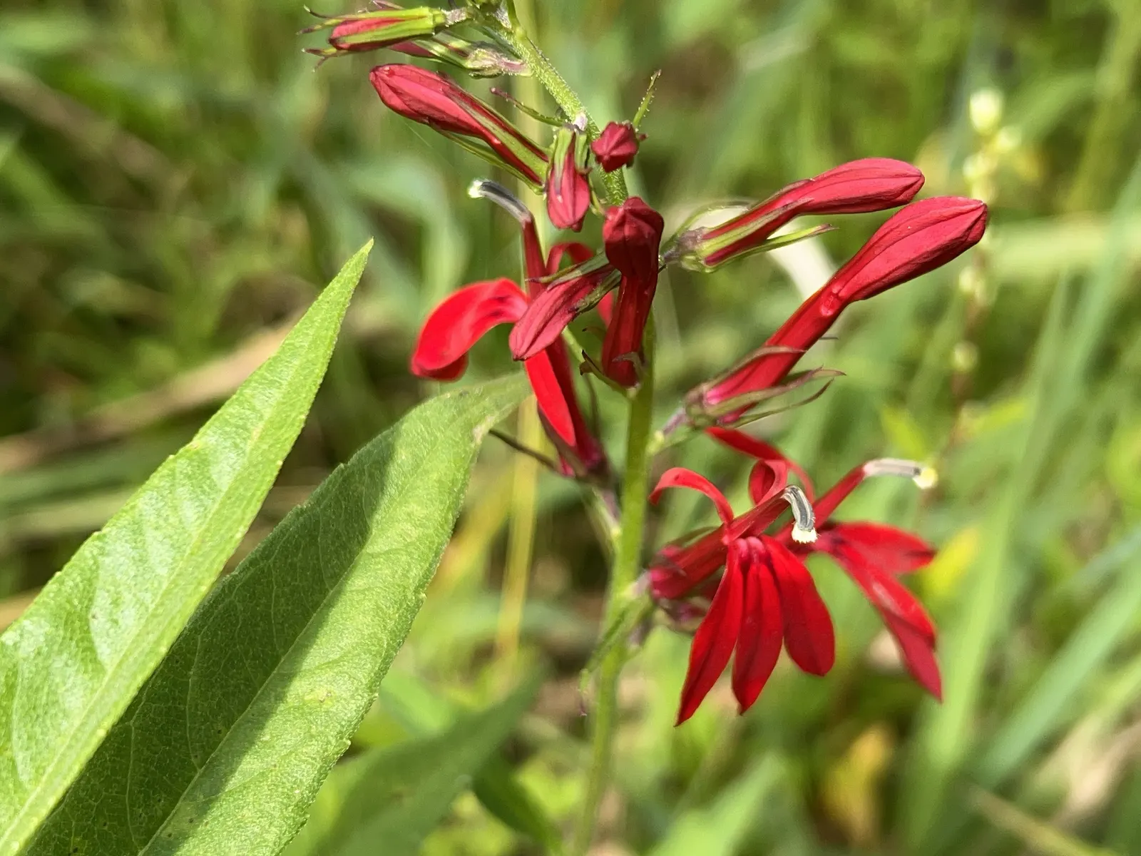 Cardinal Flower, Indian Pink (Lobelia Cardinalis) — perennial with red blooms; the plant blooms from mid-summer to early fall, image 74