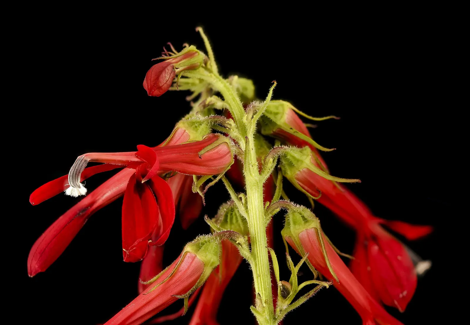 Cardinal Flower, Indian Pink (Lobelia Cardinalis) — This native beauty attracts hummingbirds and butterflies, blooming from midsummer to early, image 53