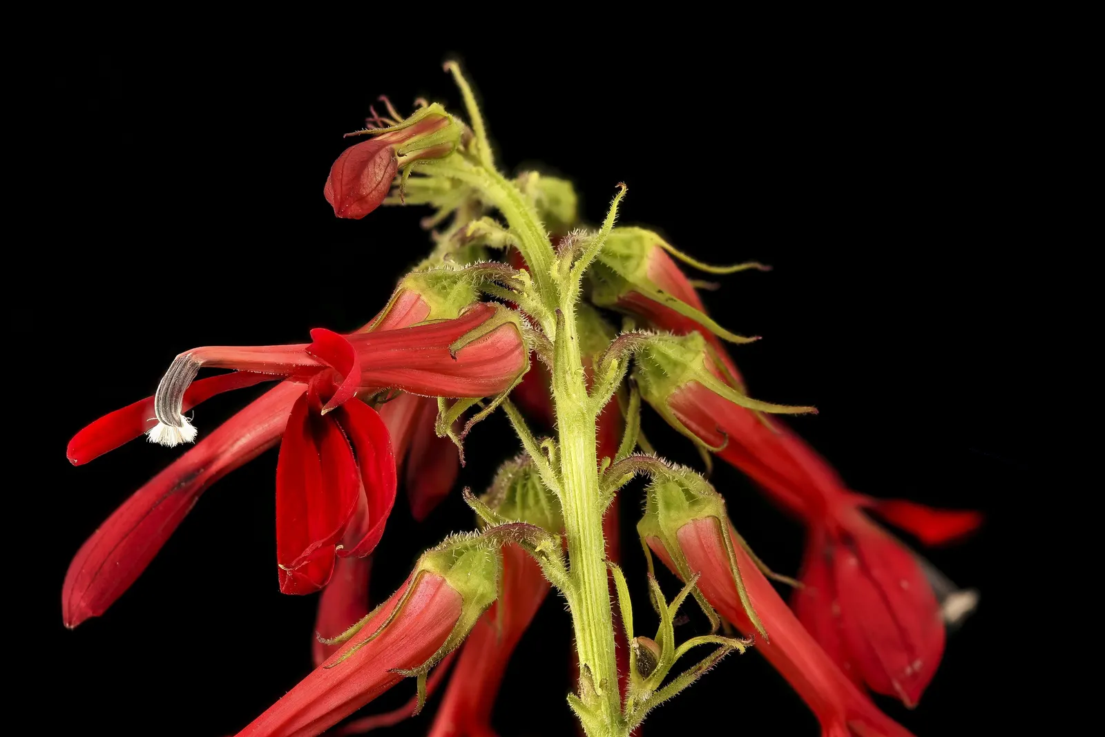 Cardinal Flower, Indian Pink (Lobelia Cardinalis) — dramatic addition to water margins and woodland gardens