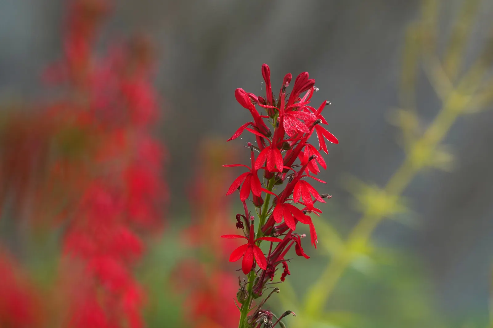 Cardinal Flower, Indian Pink (Lobelia Cardinalis) — evocative of a cardinal's robe; this North American native stands regal with erect stems, image 84