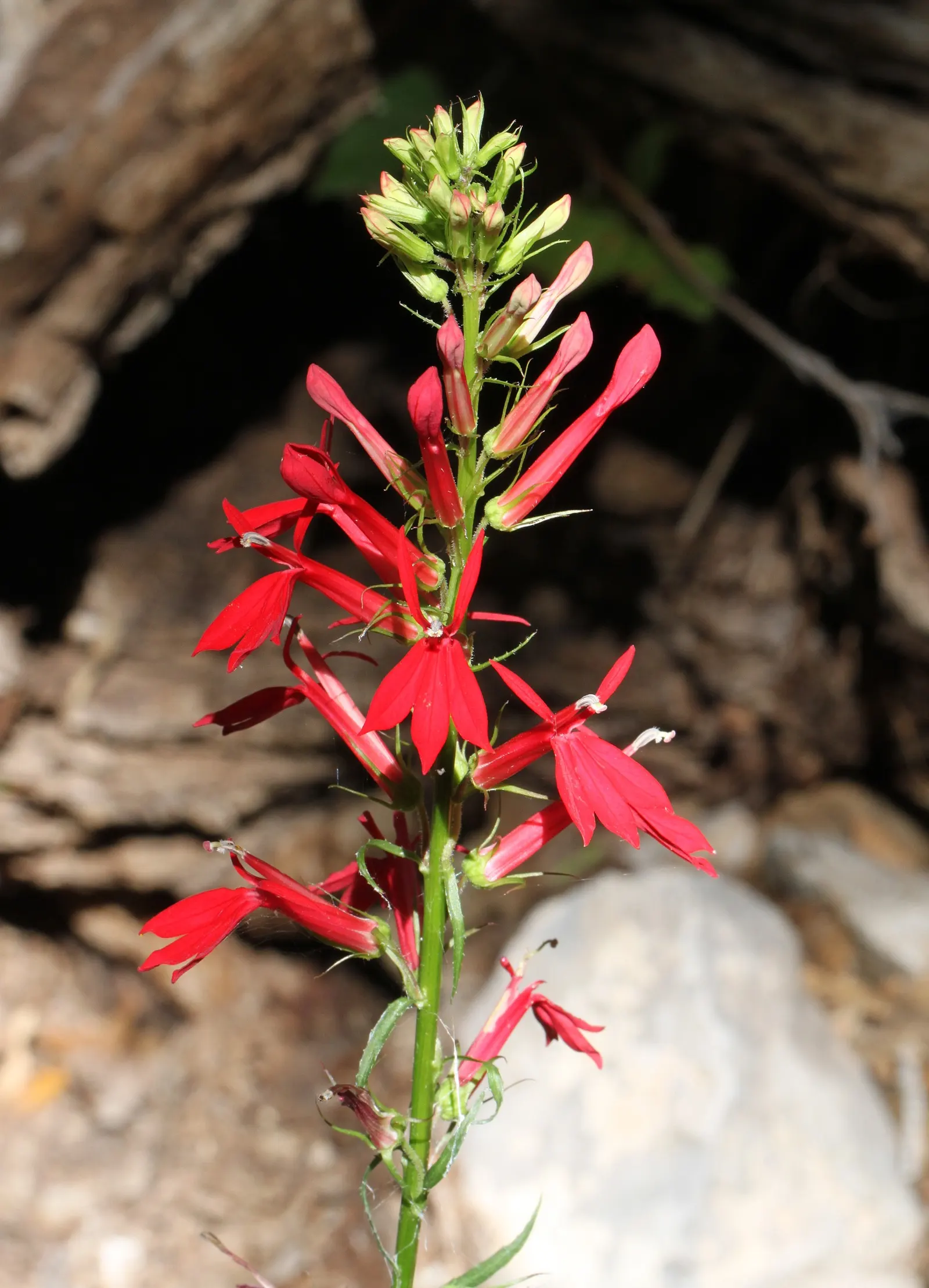 Cardinal Flower, Indian Pink (Lobelia Cardinalis) — red flowers in the garden; is a perennial botanical treasure that emanates a brilliant red vibrancy