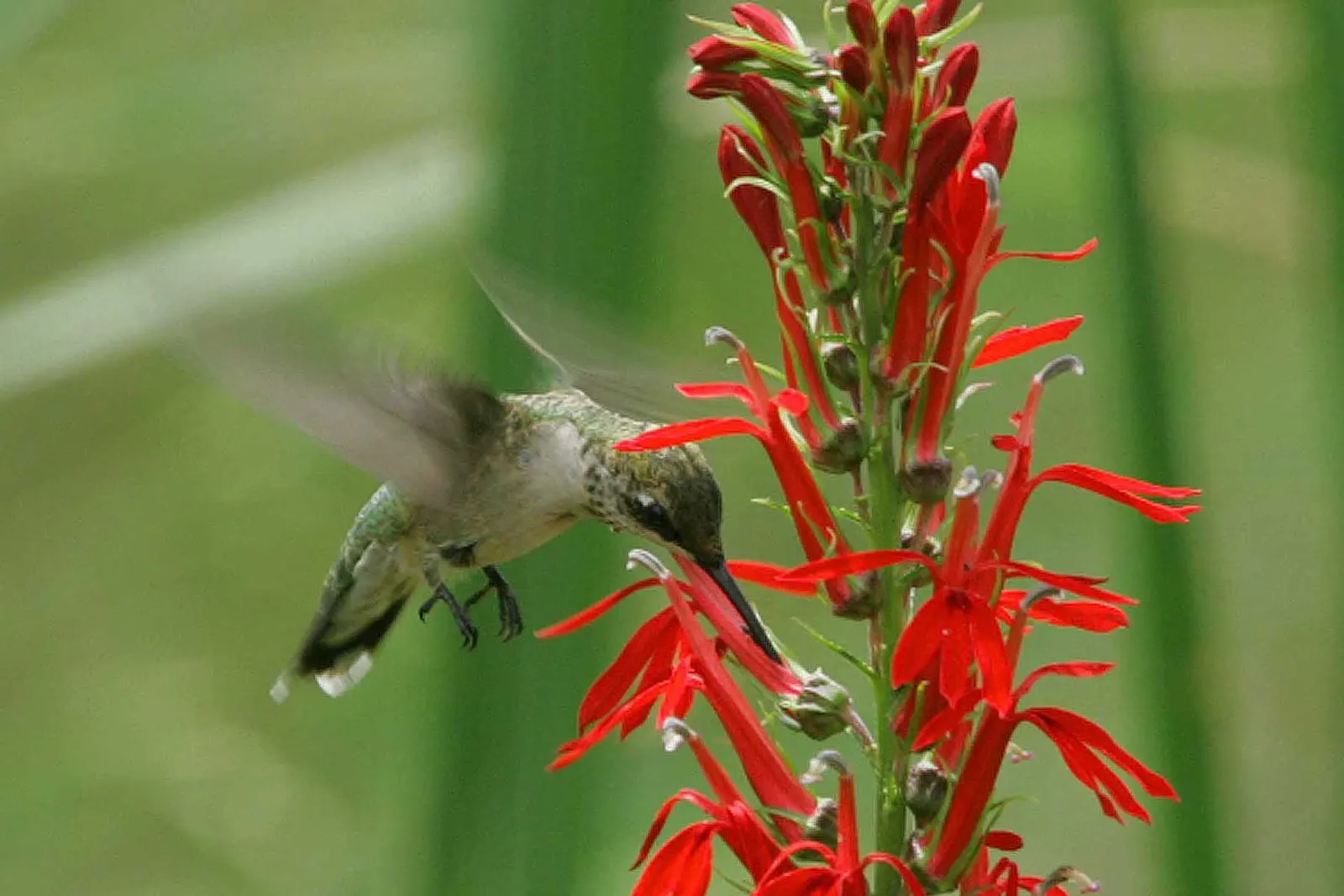 Cardinal Flower, Indian Pink (Lobelia Cardinalis) — adding a lush backdrop to the fiery floral display; along with its captivating presence, image 64