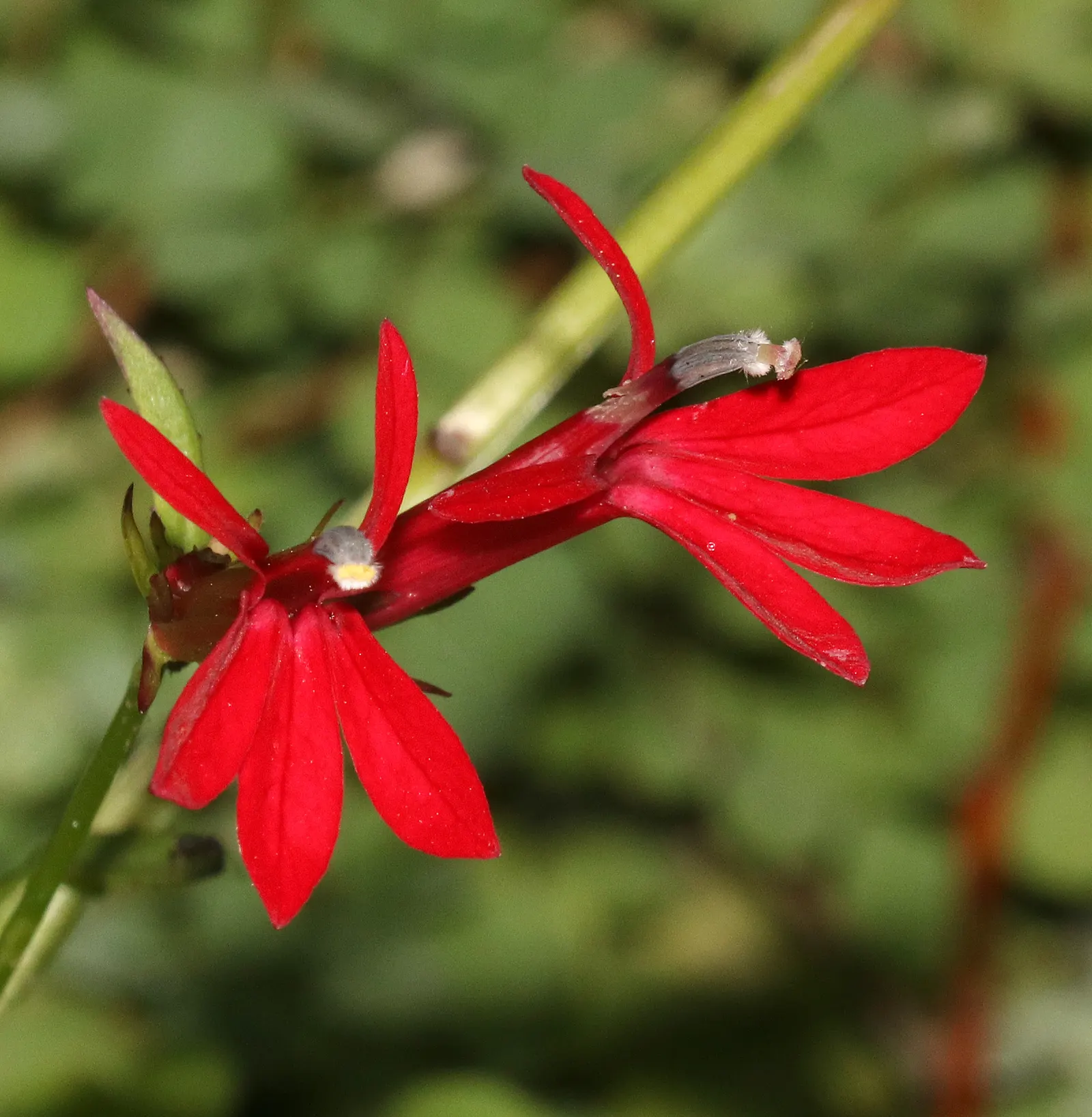 Cardinal Flower, Indian Pink (Lobelia Cardinalis) — widely known as the Cardinal Flower or Indian Pink; make it a jewel in the landscape design, image 57