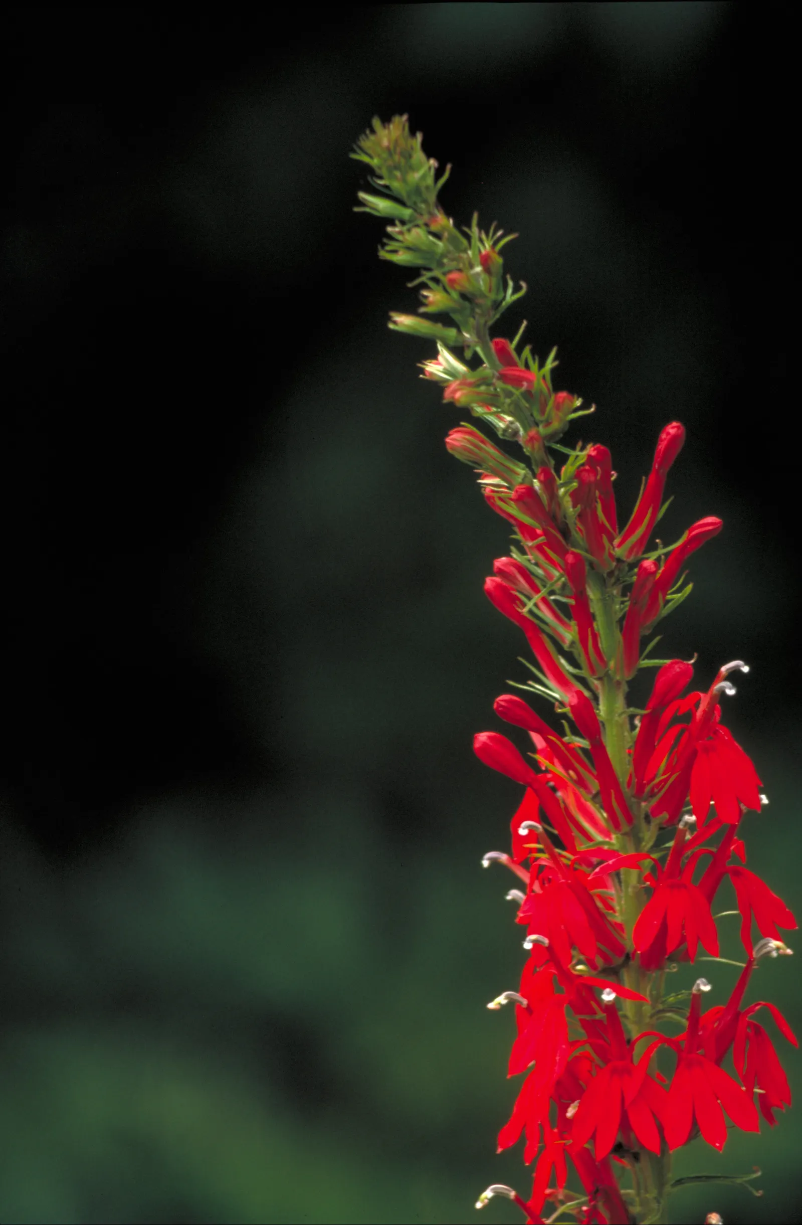 Cardinal Flower, Indian Pink (Lobelia Cardinalis) — which can span up to 1.5 inches long; with flowers that are tubular and arranged in elongate, image 67