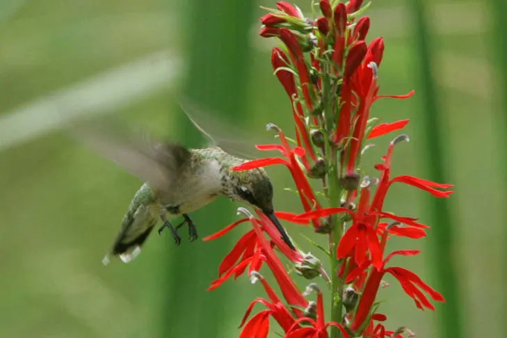 Cardinal Flower, Indian Pink (Lobelia Cardinalis) — adding a lush backdrop to the fiery floral display