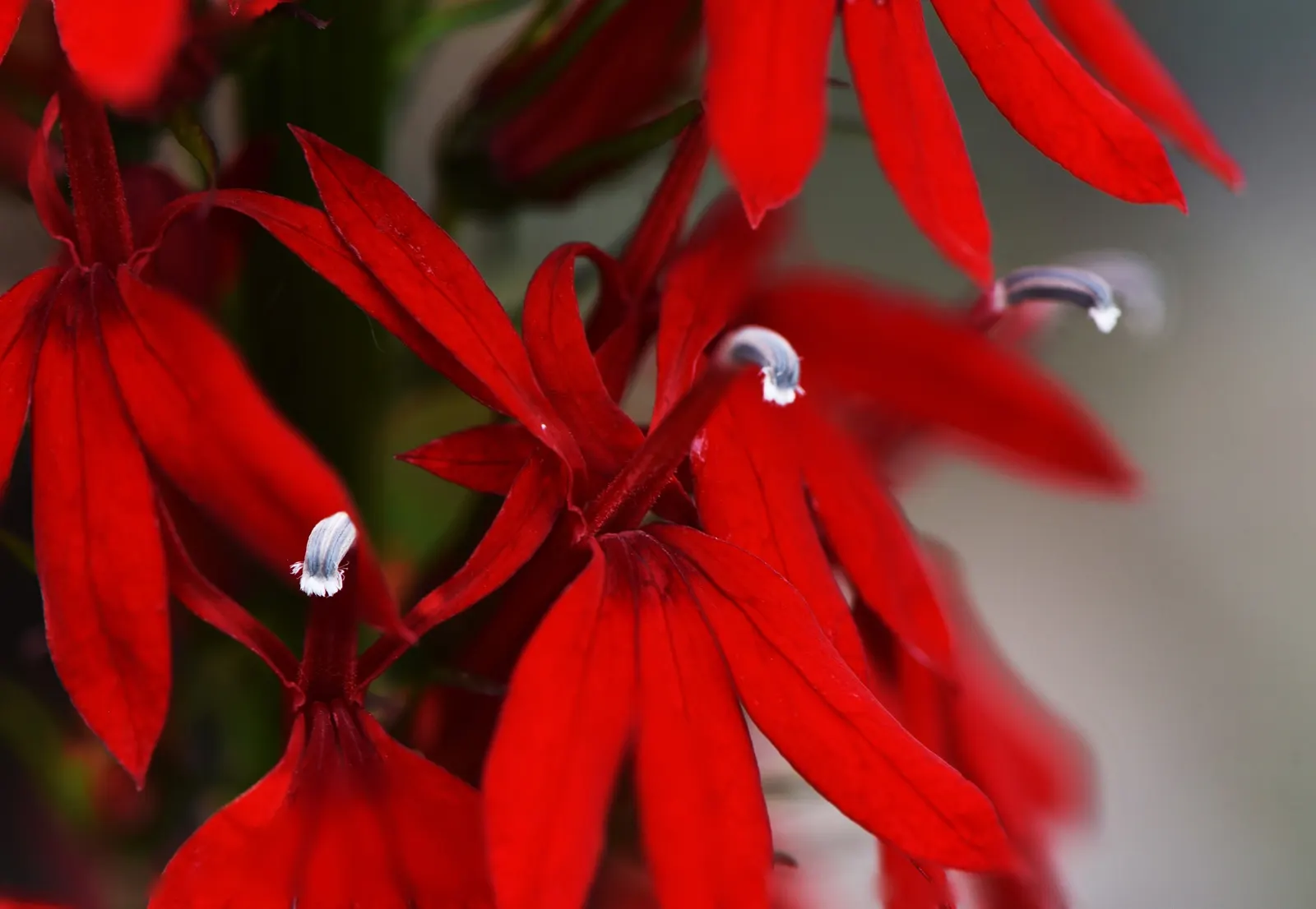 Cardinal Flower, Indian Pink (Lobelia Cardinalis) — It can also function beautifully in borders or as a naturalized statement piece; red flowers in, image 93