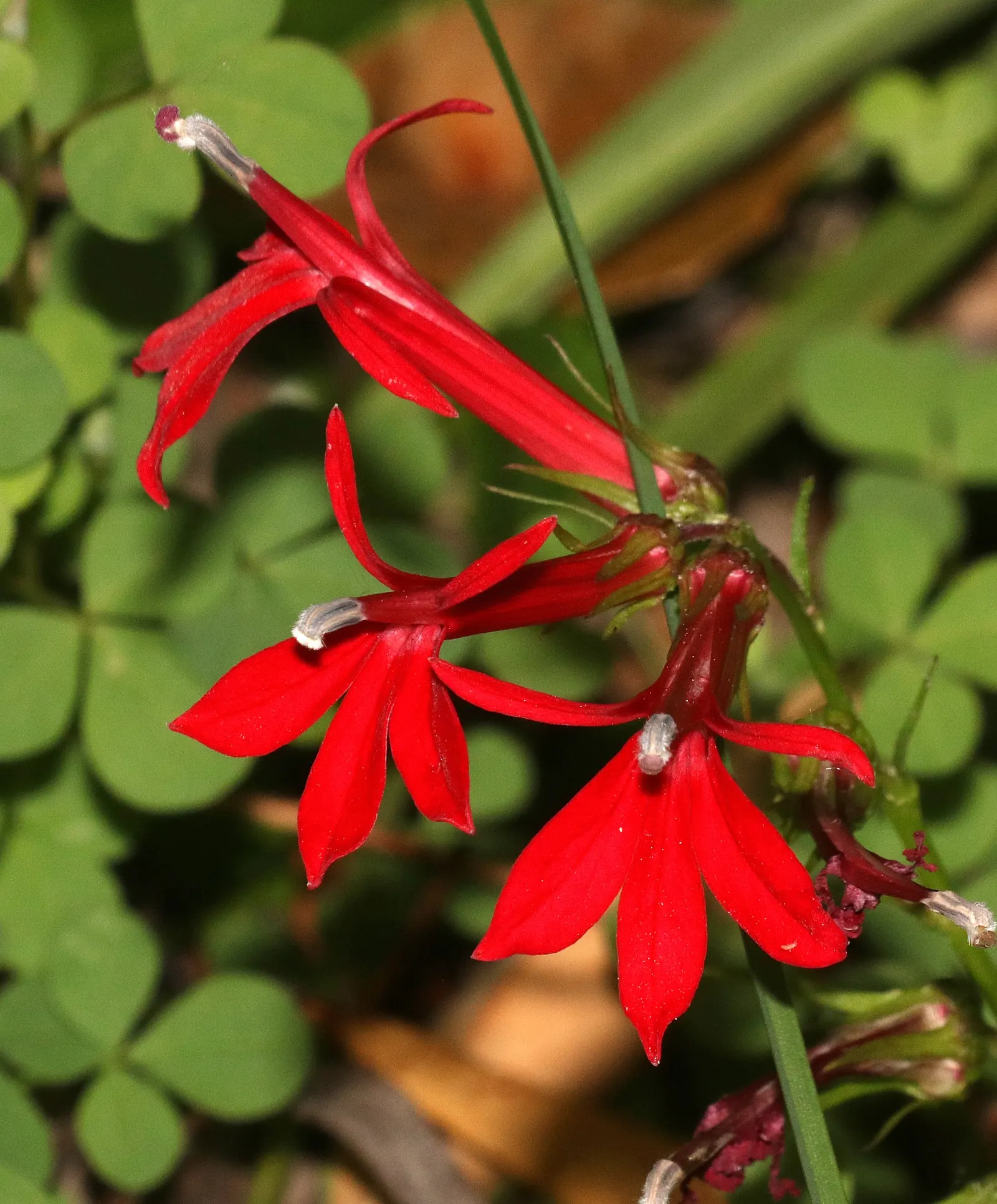 Cardinal Flower, Indian Pink (Lobelia Cardinalis) — with flowers that are tubular and arranged in elongate terminal racemes; evocative of a cardinal's robe