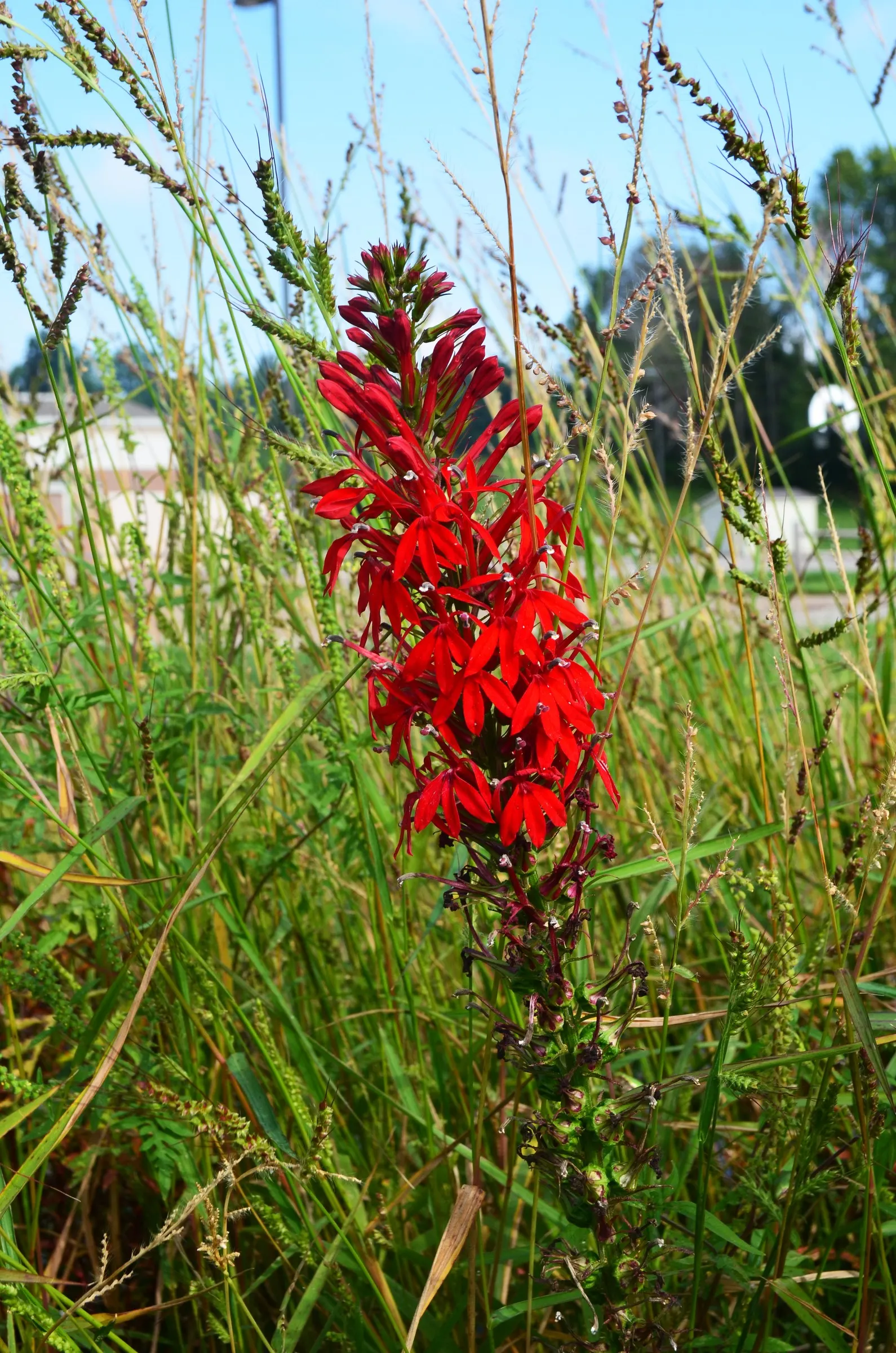 Cardinal Flower, Indian Pink (Lobelia Cardinalis) — thriving in USDA zones 3 through 9