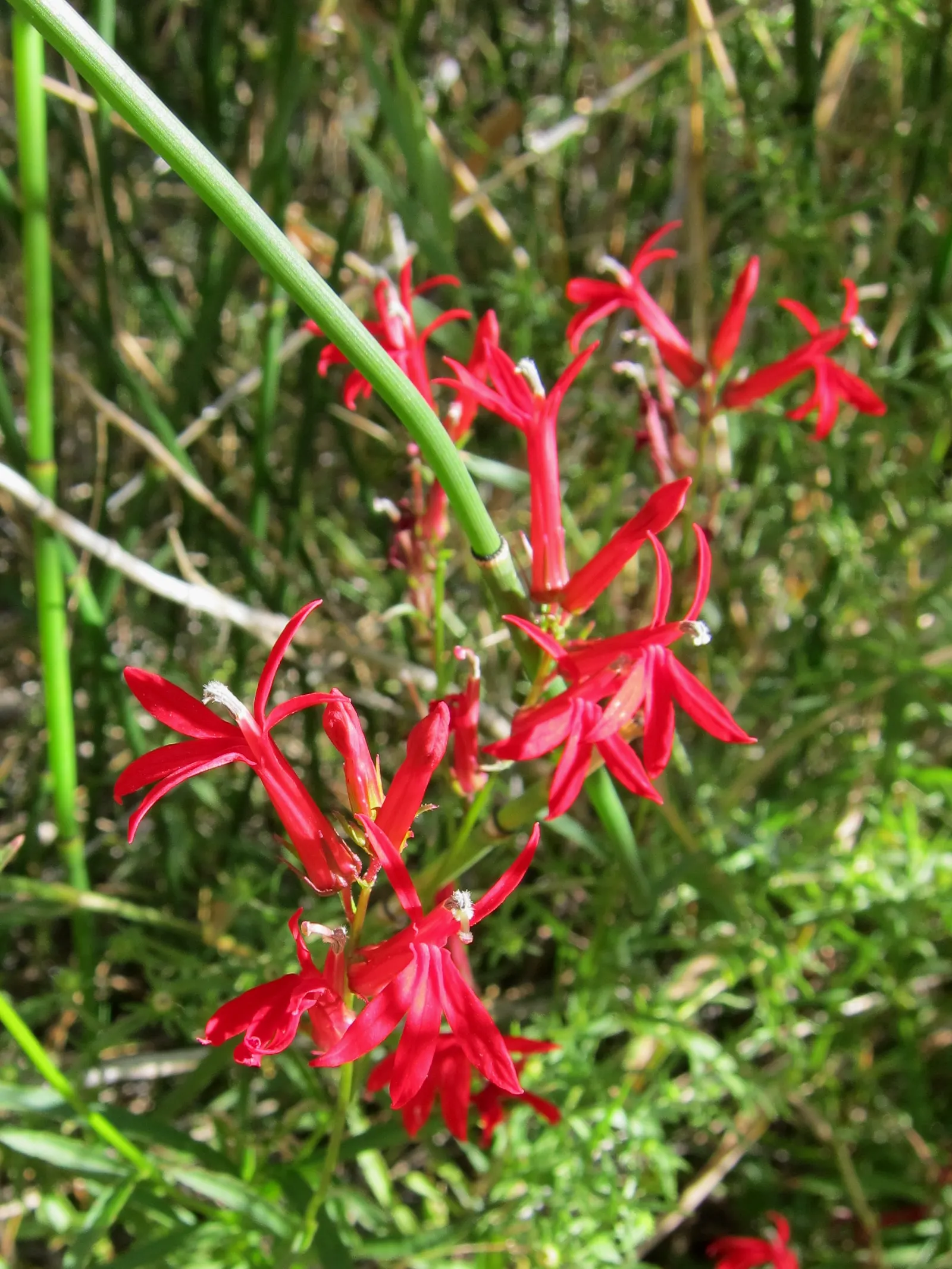 Cardinal Flower, Indian Pink (Lobelia Cardinalis) — The plant blooms from mid-summer to early fall; preferring moist soils and partial shade, it, image 90