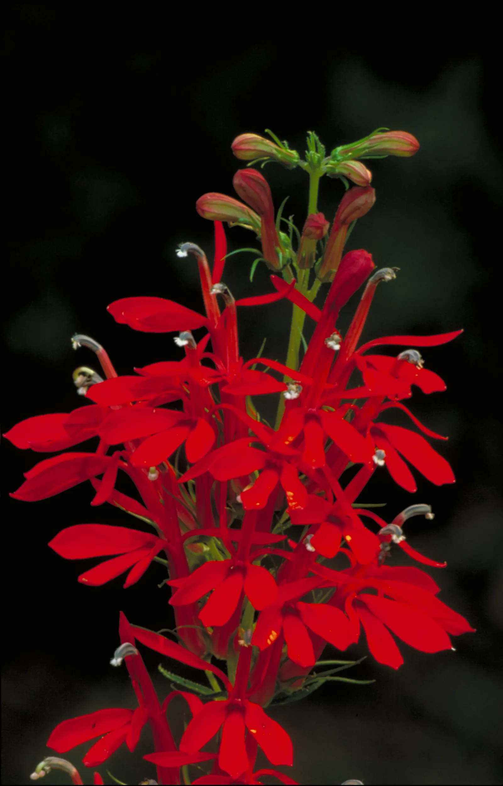 Cardinal Flower, Indian Pink (Lobelia Cardinalis) — This North American native stands regal with erect stems reaching up to 4 feet tall