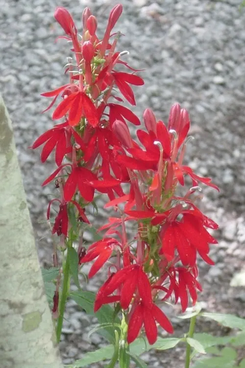 Cardinal Flower, Indian Pink (Lobelia Cardinalis) — This North American native stands regal with erect stems reaching up to 4 feet tall; which can, image 85