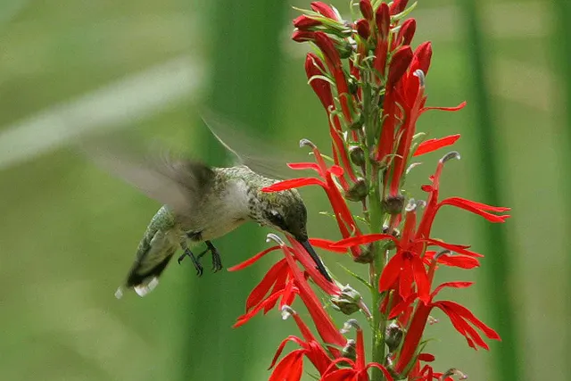 Cardinal Flower, Indian Pink (Lobelia Cardinalis) — make it a jewel in the landscape design; its low maintenance needs, image 71