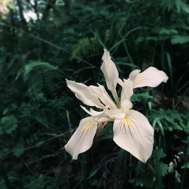 Pacific Coast Irises (Iris Pacific Coast Hybrids) — Come spring, they bear colorful blooms with various patterns in shades of blue, purple, yellow, and white