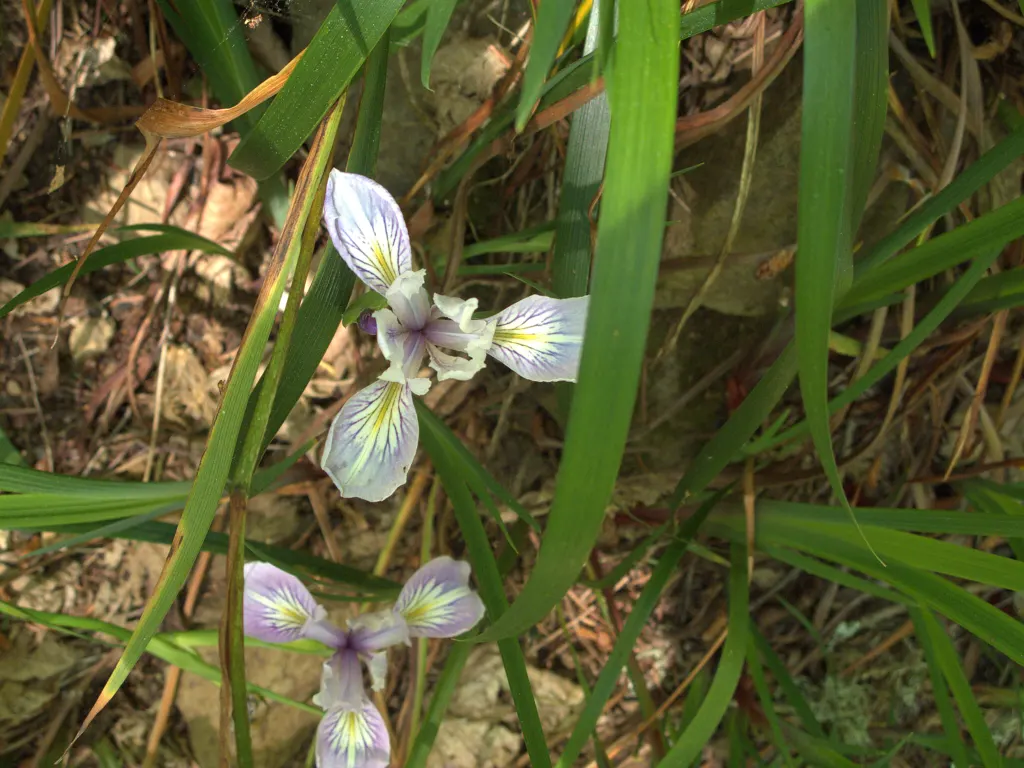 Pacific Coast Irises (Iris Pacific Coast Hybrids) — zones 7-9, flourishing in partial shade