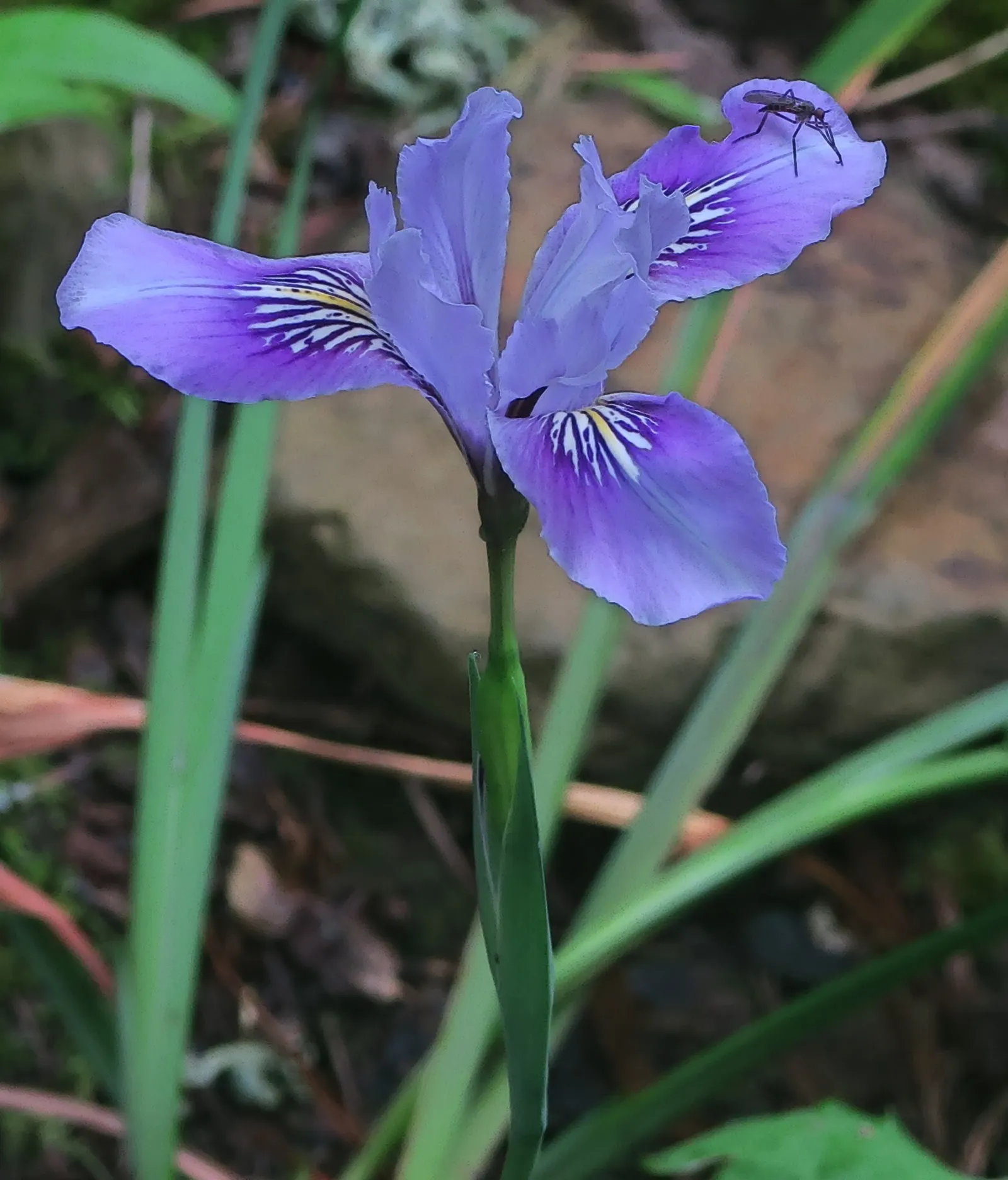 Pacific Coast Irises (Iris Pacific Coast Hybrids) — Pacific Coast Irises (Iris Pacific Coast Hybrids) are perennial plants ideal for U.S