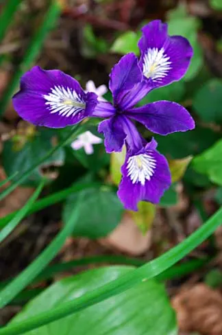 Pacific Coast Irises (Iris Pacific Coast Hybrids) — These hybrids showcase slender, grass-like foliage, reaching 12-18 inches in height