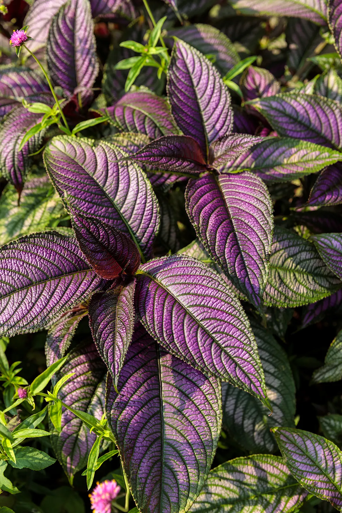 Persian Shield (Strobilanthes dyerianus) — Proven Winners - Persian Shield - Strobilanthes dyerianus none plant details, information and resources, image 71