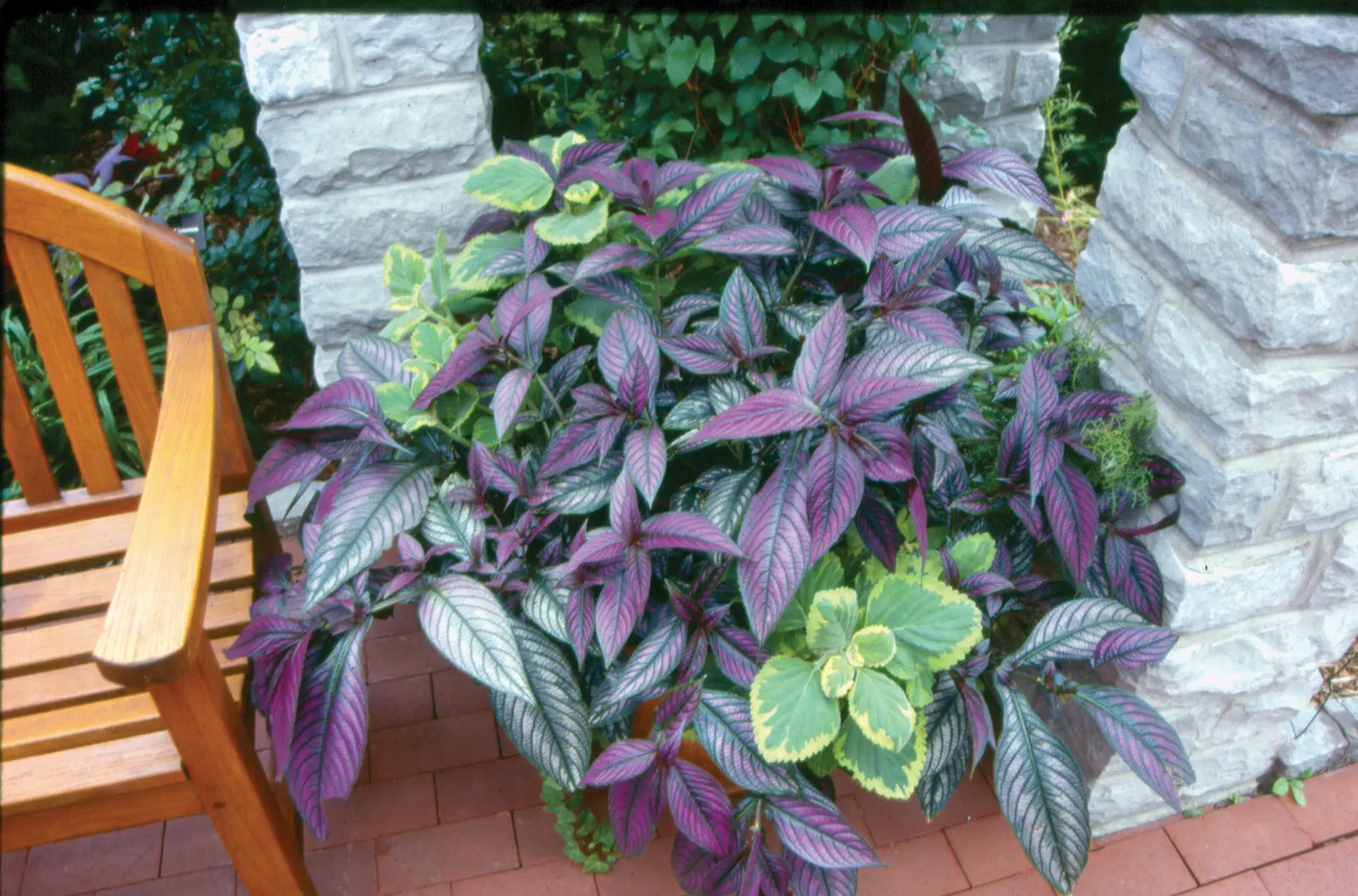 Persian Shield (Strobilanthes dyerianus) — green and silver all season, image 18