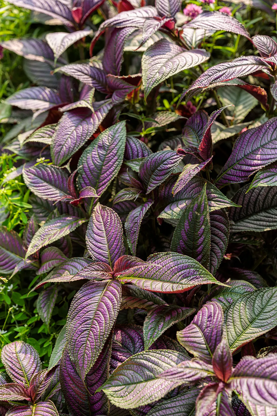 Persian Shield (Strobilanthes dyerianus) — easy care purple foliage plant.; colorful leaves of purple, image 70