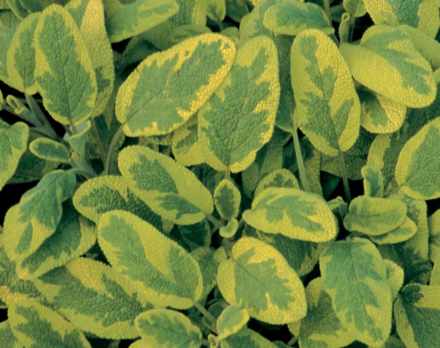 Persian Shield (Strobilanthes dyerianus) — green and silver all season, image 73